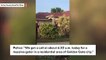 Watch Florida Deputies Wrangle Massive 9-Foot Gator