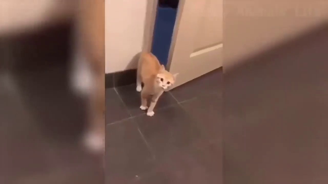 TOP Funniest  Cats and  Dogs - Awesome Funny Pet Animals' Life