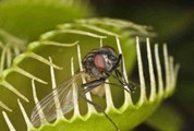 Dionaea muscipula, une plante carnivore pouvant piéger des insectes et des petits animaux