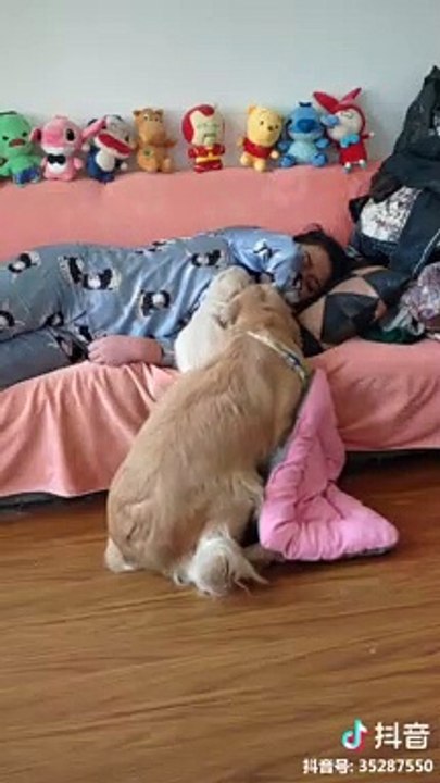 Maman golden retriever vs Chiot sur un canapé