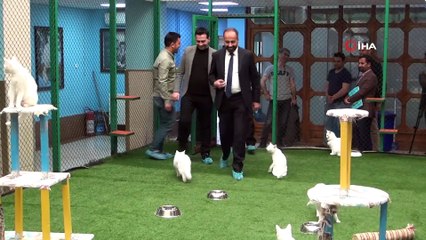 Van kedilerinde yok olma tehlikesi devam ediyor