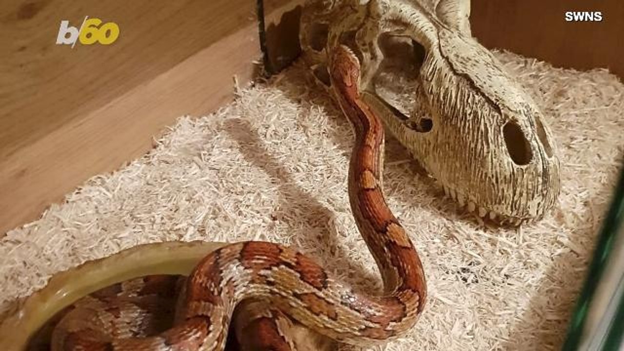Treacherous Trap! Slithering Snake Trapped in A...