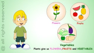 Uses of Plants- Learn About Plants
