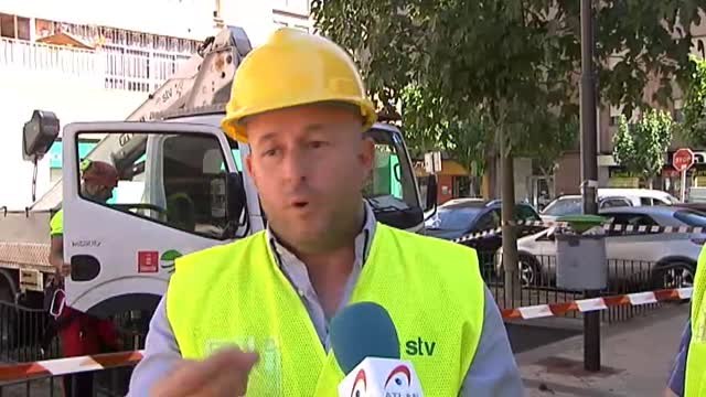 Campaña de vigilancia de los árboles que superan los veinte metros en Murcia para evitar accidentes