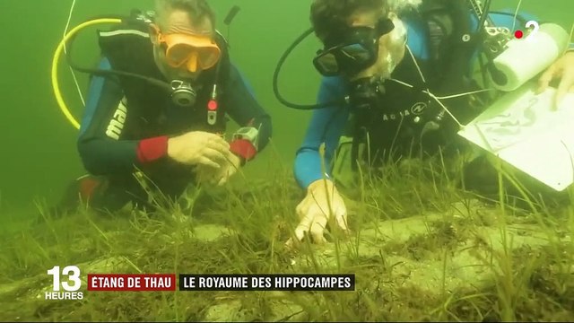 Hérault : l'étang de Thau, le royaume des hippocampes