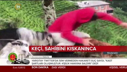 Kıskanç keçi sahibini yamaçtan aşağıya düşürdü