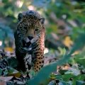 Admirez ce majestueux et fabuleux jaguar. Très beau !