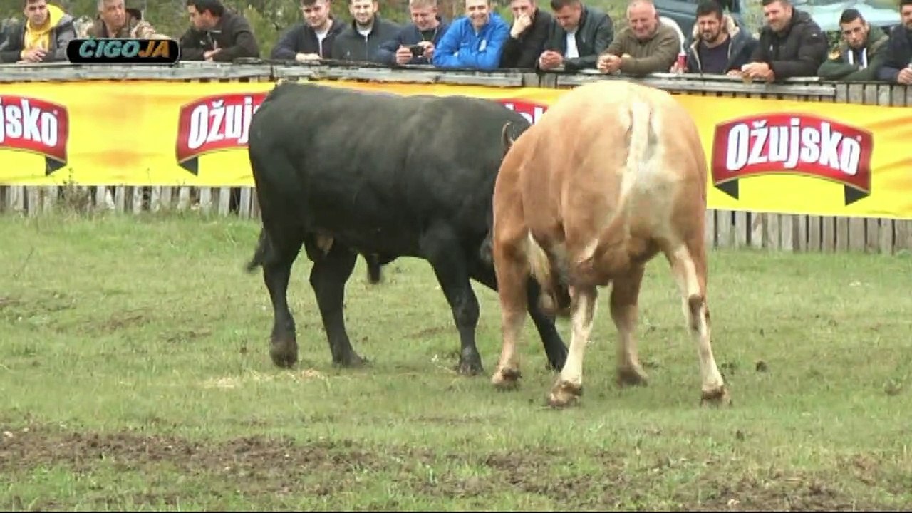ZUJA CVIJAN RAKITNO 2019