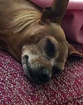 Quand un chien a sommeil, voici ce que ça donne. Trop mimi !