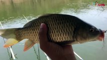 Fishing carp - Meet snakes swimming from the water to shore