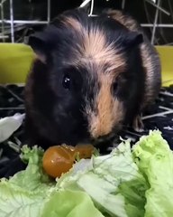 Ce cochon d'Inde avait très faim et il le montre !