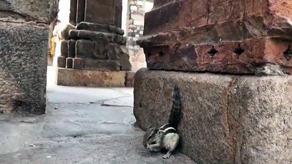 Cet écureuil se fait un festin. Trop cute !