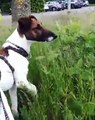 Ce sublime chien adore jouer dans l'herbe. Trop chou !