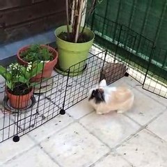Quand un lapin s'amuse dans le balcon !