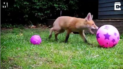 شاهد تسلل الثعالب إلى حديقة للقفز بالترامبولين فى بريطانيا