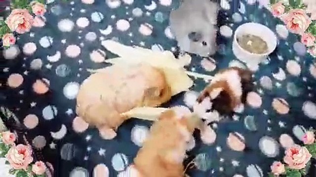 Ces petits cochons d'Indes mangent tous ensemble du maïs. Admirez !