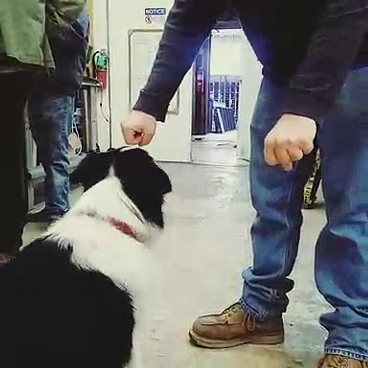 Ce chien n'est pas très futé. Trop rigolo !