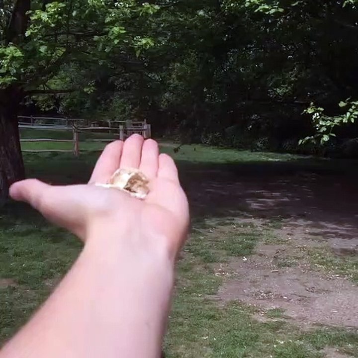 De très beaux perroquets se disputent à manger !