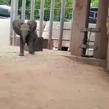 Les cris de ce petit éléphant sont trop mignons. Ecoutez !