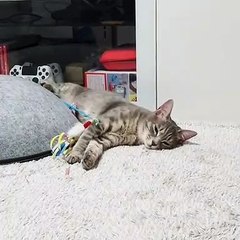 Regardez ce que va faire ce chat ’à la fin. Surprenant !
