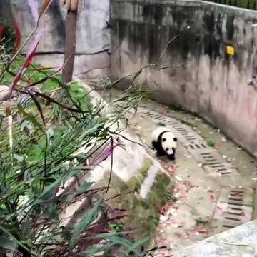 Ce bébé panda apprend à marcher. Trop cute !