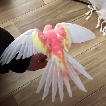 Cet oiseau est majestueux ! Admirez ce sublime plumage !