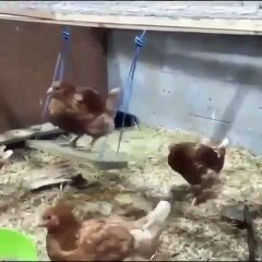 Regardez ce magnifique coq s'amusant sur sa mini balançoire !!