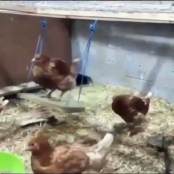 Regardez ce magnifique coq s'amusant sur sa mini balançoire !!