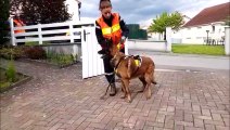 Des chiens sapeurs à Metzervisse