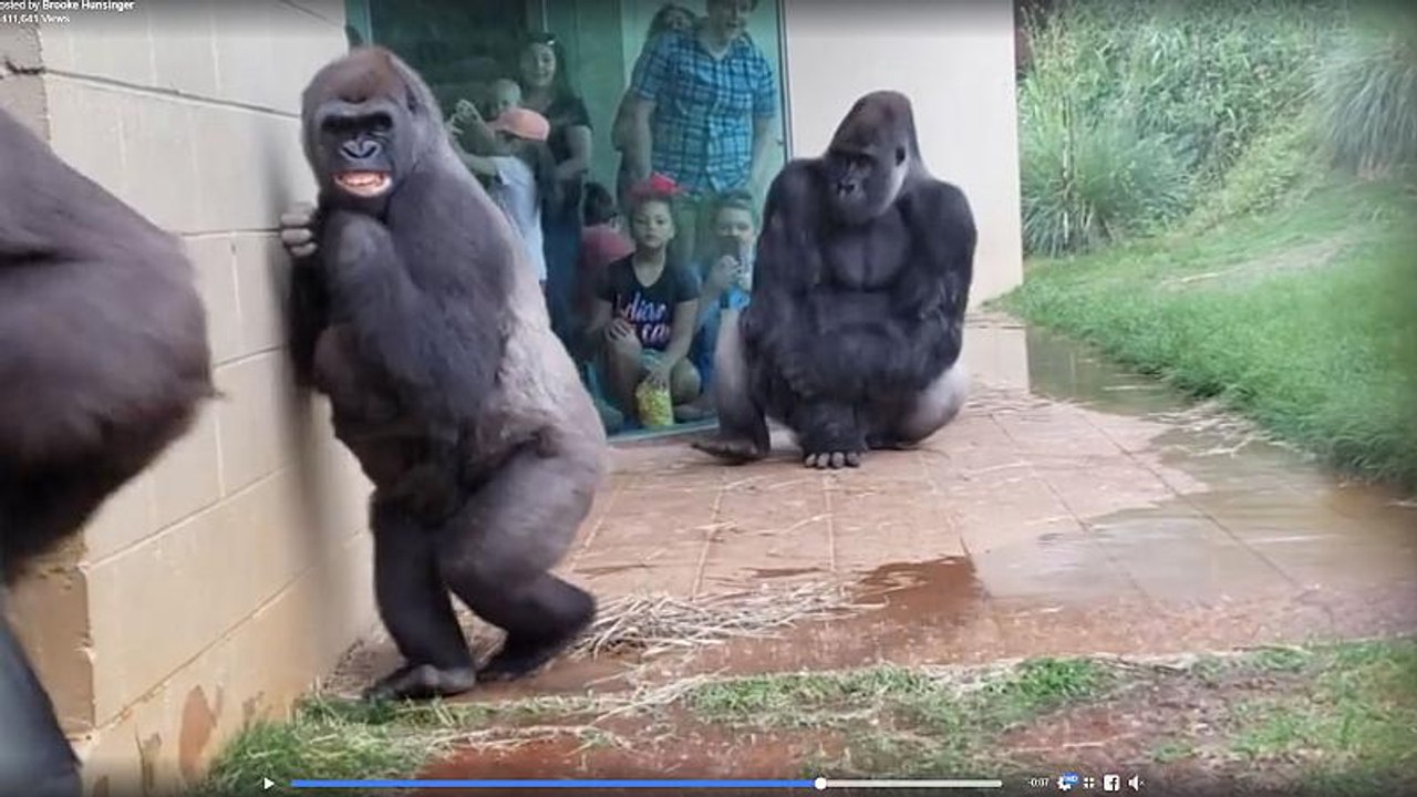 Feeling miserable in the rain? These gorillas too