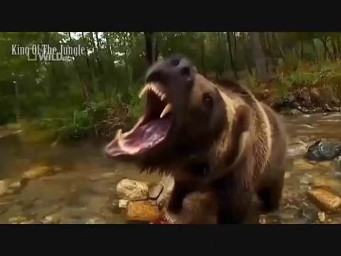 Animal fights Jaguar attacks crocodiles capybaras Animal attacks
