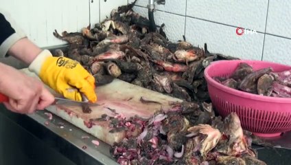 Dışı Zehirli, İçi Lezzetli Balık İskorpit