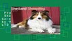 Popular to Favorit  Shetland Sheepdog Calendar 2017 (Square) by AVONSIDE PUBLISHING LTD