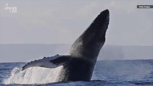 Large Animals Should Have A Higher Chance of Getting Cancer, So Why Don’t They?