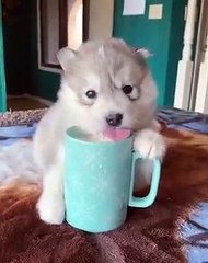 Cute Puppy Drinks Milk for the First Time