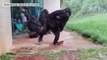 Ces gorilles adorables mettent leurs petits à l'abris quand il se met à pleuvoir !