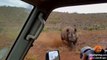 Un rhinocéros en colère charge une jeep de touristes