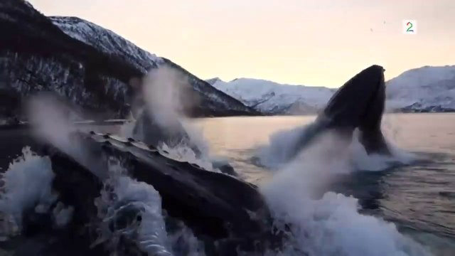 Quand 3 baleines font surface à quelques mètres de touristes en Norvège