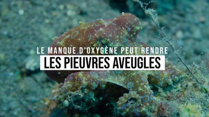 Les pieuvres risquent de devenir aveugles à cause du manque d'oxygène dans les océans