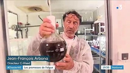Environnement : les promesses de l'algue