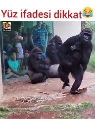 Maymunların yüz ifadesine dikkat