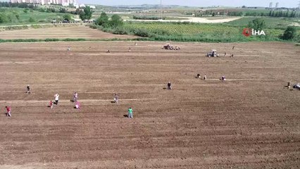 Dar Gelirli Aileler Başağa Hücum Etti...başak Tarlaları Havadan Görüntülendi