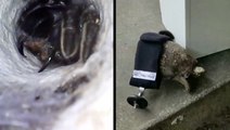 Insane Trapdoor Spider Footage & Handicapped Tortoise Gets Wheels