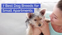 Small Dogs That Fit Well In Apartment Life