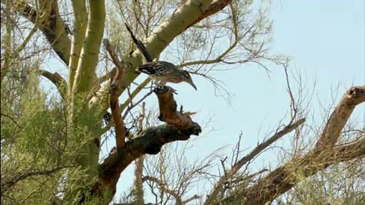 Greater Roadrunner Bird vs Rattlesnake Fight To Death