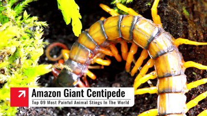 Top 10 Most Painful Animal Stings In The World