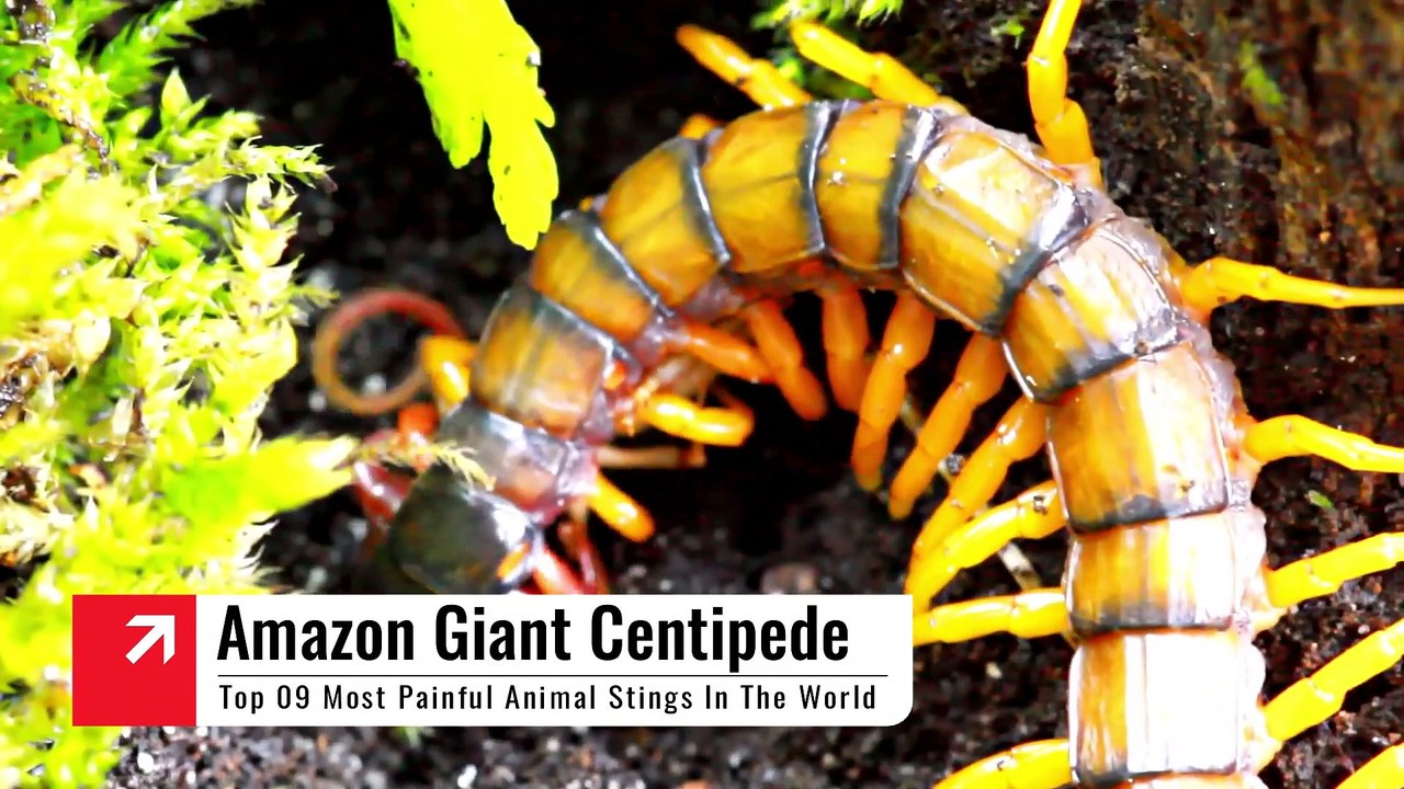 Top 10 Most Painful Animal Stings In The World