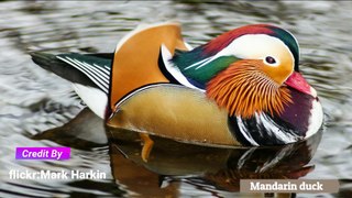 10 Most Beautiful Ducks In The World
