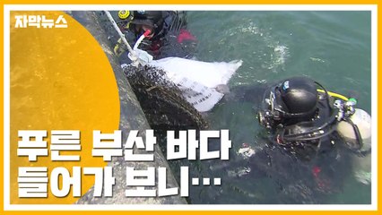 [자막뉴스] 부산 남항 바닷속 들어가 보니...'충격' / YTN