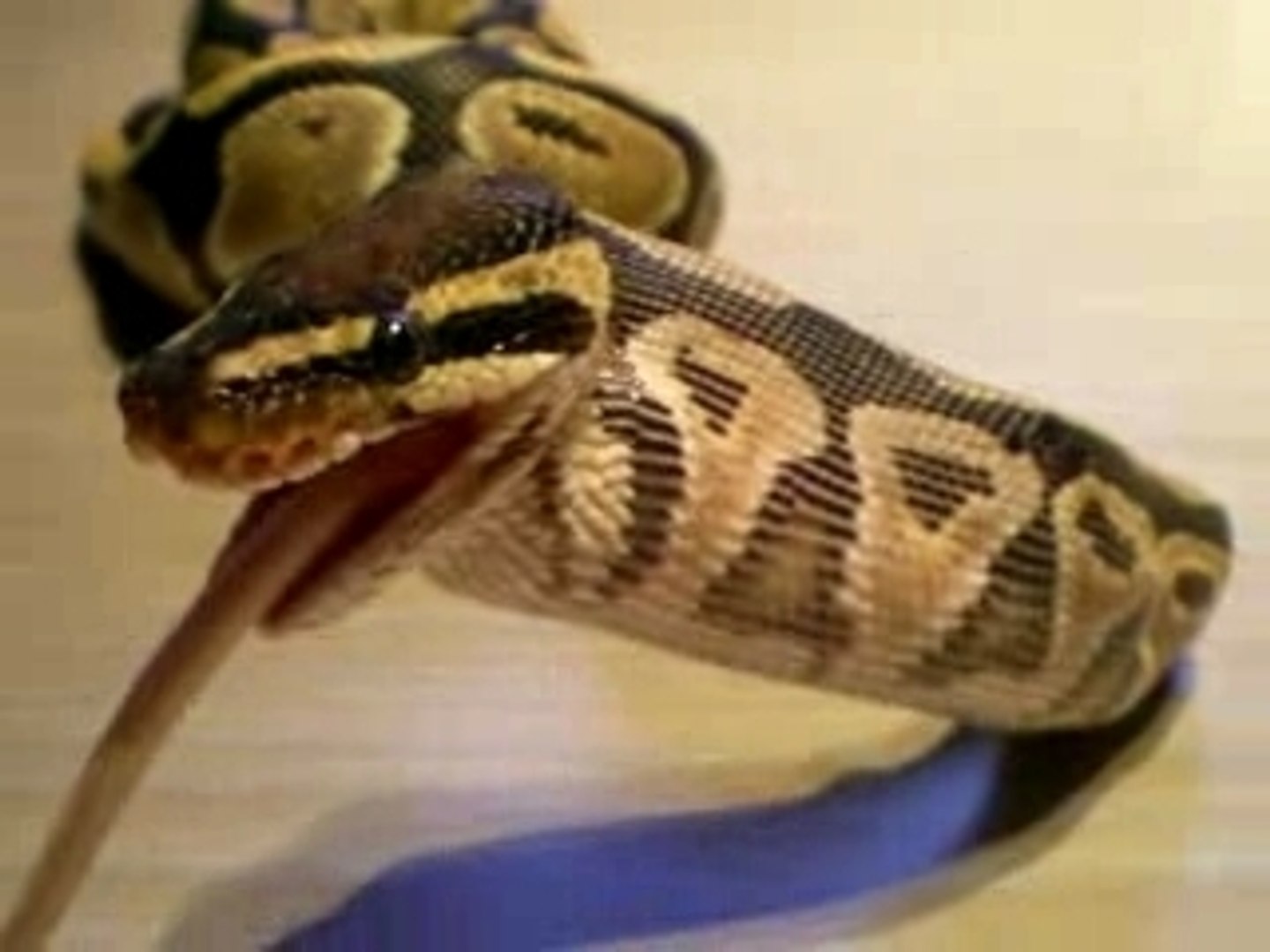 ⁣python en plein repas